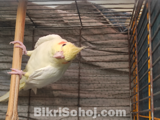 Cockatiel Bird